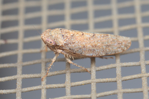 iNaturalist observation photo of Texananus