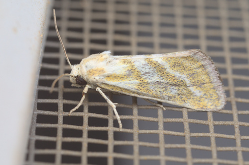 iNaturalist observation photo of Lineostriastiria hutsoni