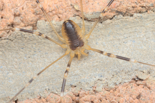 iNaturalist observation photo of Eurybunus