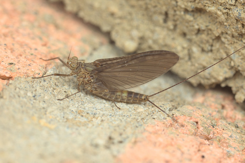 iNaturalist observation photo of Small Mayflies