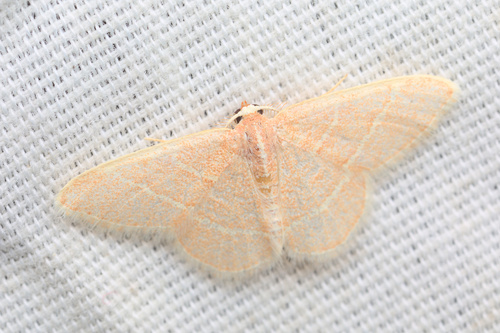iNaturalist observation photo of Chlorochlamys appellaria