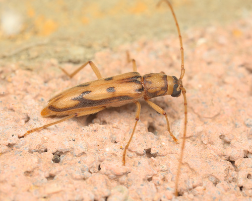 iNaturalist observation photo of Achryson surinamum