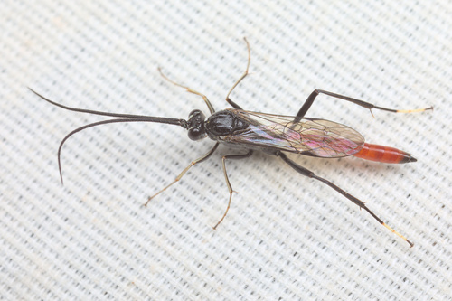 iNaturalist observation photo of Cryptinae