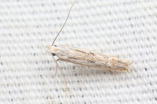 iNaturalist observation photo of Curved-horn Moths