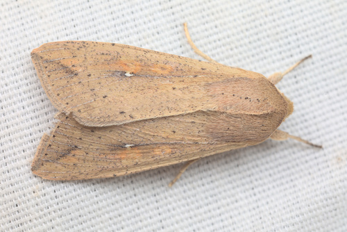 iNaturalist observation photo of Armyworm Moth