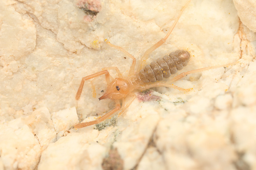 iNaturalist observation photo of Straight-faced Windscorpions