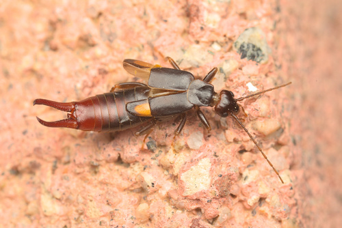 iNaturalist observation photo of Vostox