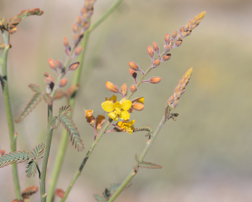 iNaturalist observation photo of Wand Holdback