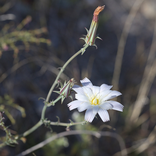 iNaturalist observation photo of Desert Chicory