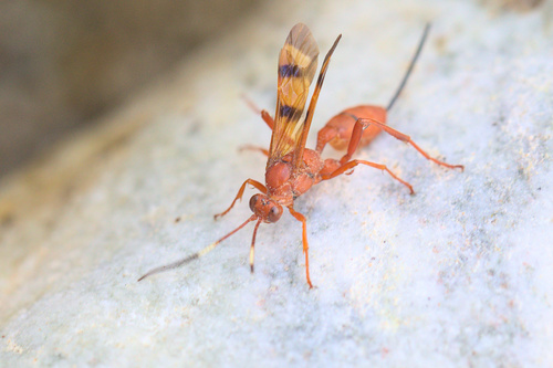 iNaturalist observation photo of Compsocryptus