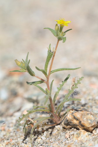 iNaturalist observation photo of Blazingstars