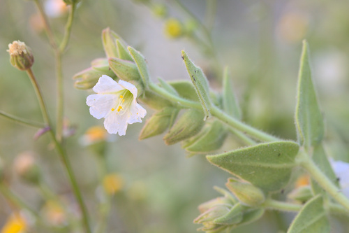 iNaturalist observation photo of four o'clocks