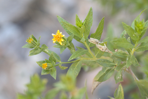 iNaturalist observation photo of American threefold