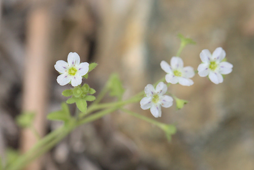 iNaturalist observation photo of white fiesta flower