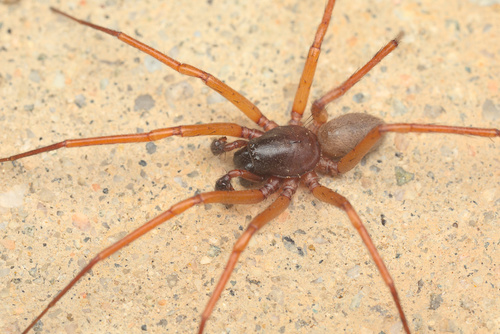 iNaturalist observation photo of Creugas