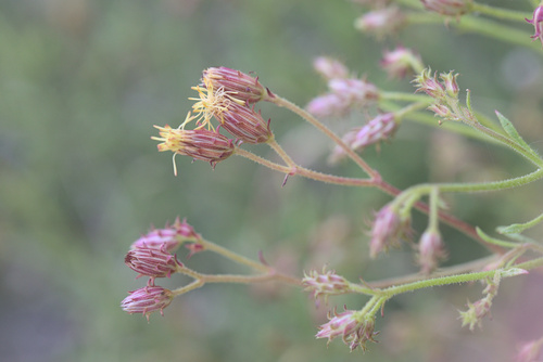 iNaturalist observation photo of Arrow-leaf