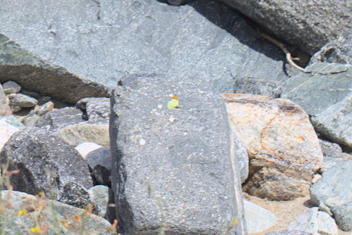 iNaturalist observation photo of Orangetips