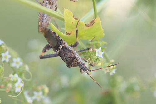 iNaturalist observation photo of Western Leaf-footed Bug