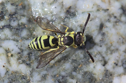 iNaturalist observation photo of Pterocheilus
