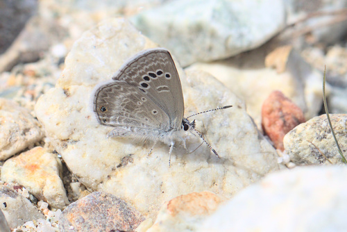 iNaturalist observation photo of Reakirt's Blue