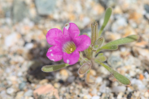 iNaturalist observation photo of purple mat