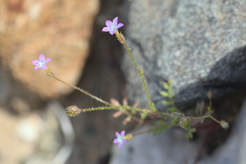 iNaturalist observation photo of Gilias