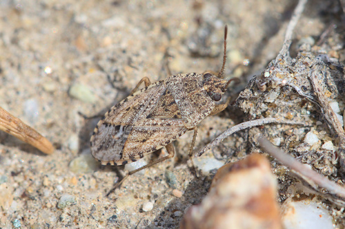 iNaturalist observation photo of sand bug