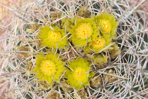 iNaturalist observation photo of California Barrel Cactus