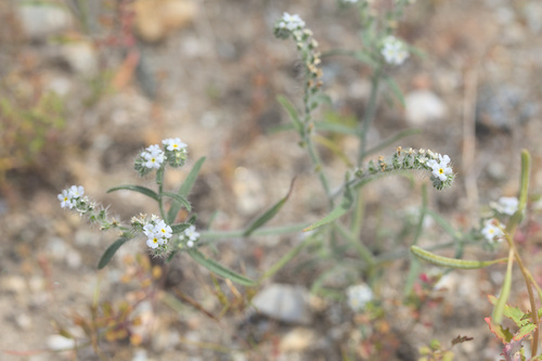 iNaturalist observation photo of Johnstonella