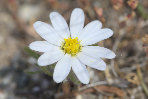 iNaturalist observation photo of Mojave desertstar
