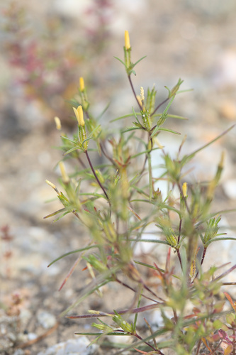 iNaturalist observation photo of Jones' Linanthus