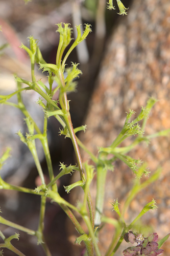 iNaturalist observation photo of Brittle Spineflower