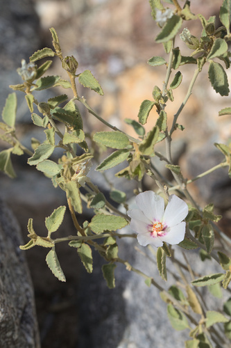 iNaturalist observation photo of Rock Hibiscus