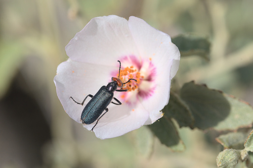 iNaturalist observation photo of Red-eared Blister Beetle