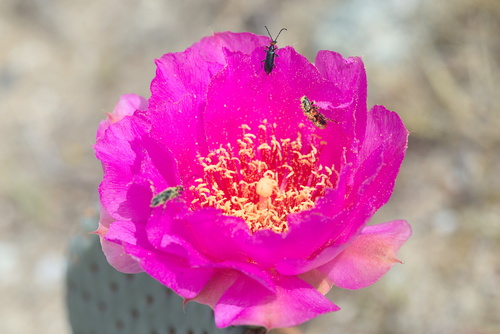 iNaturalist observation photo of Ornate Checkered Beetle