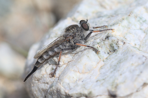 iNaturalist observation photo of Hammertails