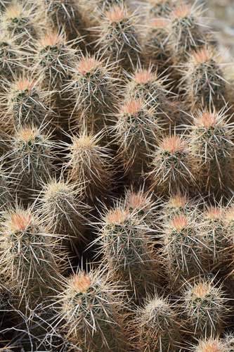 iNaturalist observation photo of Echinocereus engelmannii engelmannii