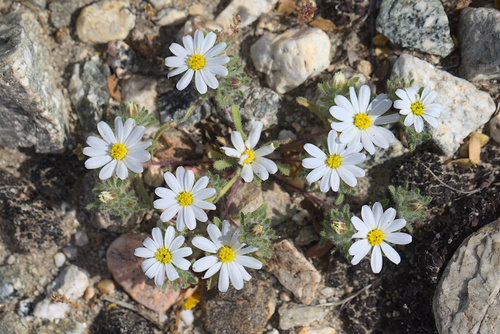 iNaturalist observation photo of Mojave desertstar