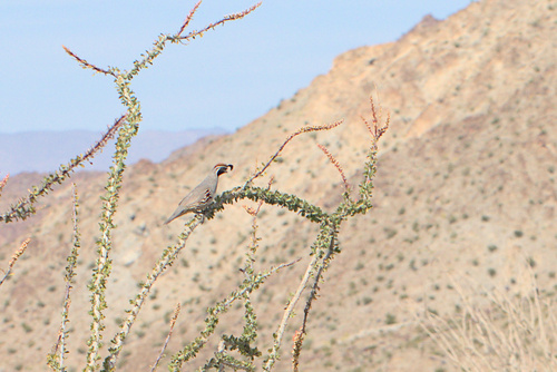 iNaturalist observation photo of Gambel's Quail