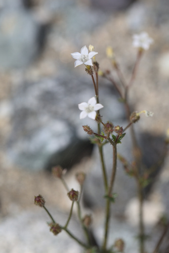 iNaturalist observation photo of Gilias