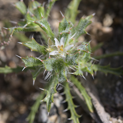 iNaturalist observation photo of Schott's calico