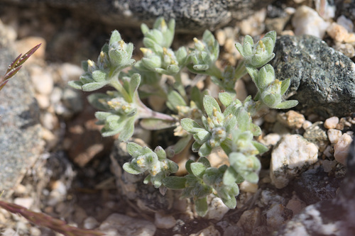 iNaturalist observation photo of cottonroses