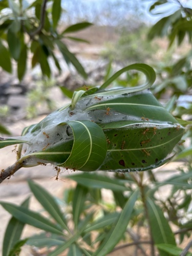 African Weaver Ant