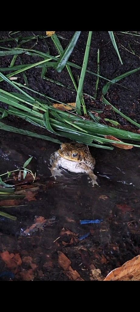 Cane Toad From H7P9 7GX Pili Camarines Sur Philippines On September Cane Toad From H7P9 7GX Pili Camarines Sur Philippines On September