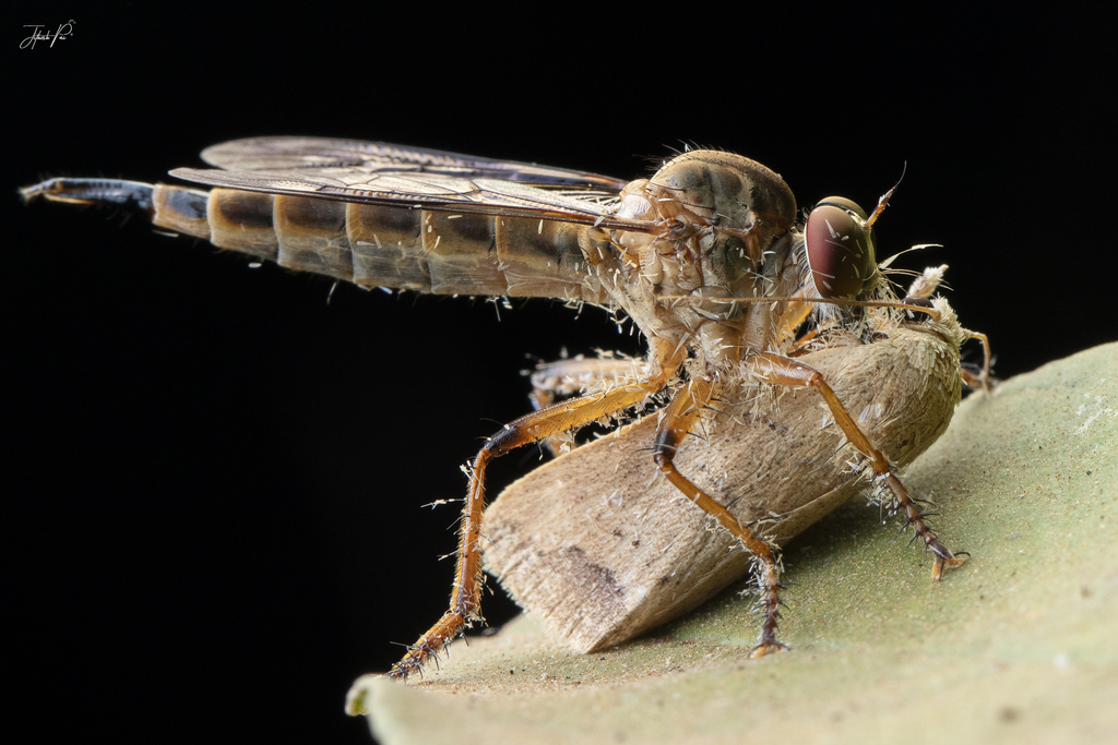 Asilinae in March 2024 by Jithesh Pai · iNaturalist