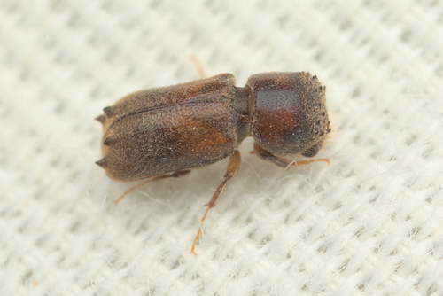iNaturalist observation photo of Xyloblaptus quadrispinosus