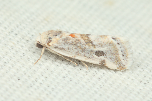 iNaturalist observation photo of Ponometia