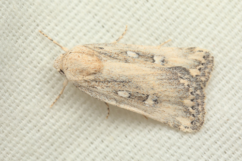 iNaturalist observation photo of Cutworm Moths and Allies