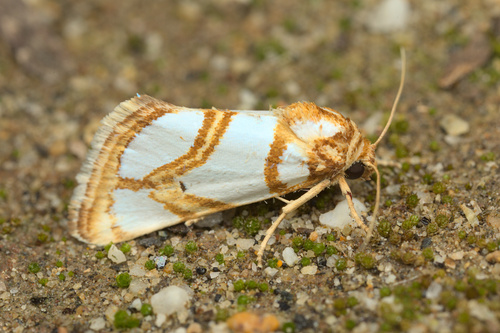 iNaturalist observation photo of Argentostiria koebelei