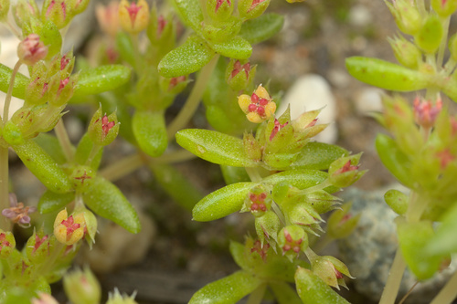 iNaturalist observation photo of sand pygmyweed